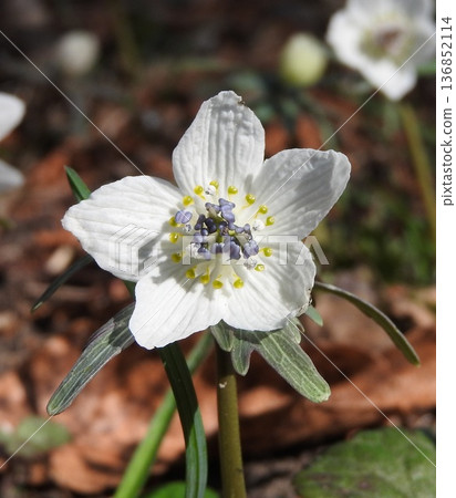 The "Setsubun Fairy" that announces the arrival of spring: Setsubunsou 136852114