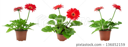 Three blooming red gerbera daisy plants in brown plastic pots Three blooming red gerbera daisy plants in brown plastic pots 136852159