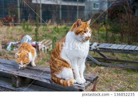 Two brown and white cats Two brown and white cats 136852235