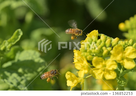 Bees dancing in rape blossoms 136852253