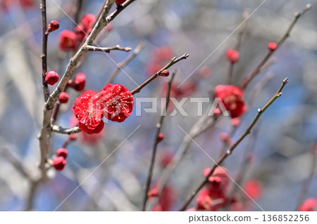 紅梅花 136852256