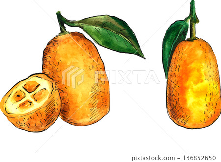 Watercolor sketch of kumquat isolated on transparent Watercolor sketch of kumquat isolated on transparent 136852650