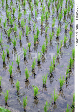 Green rice field in West Bengal, India Green rice field in West Bengal, India 136852728