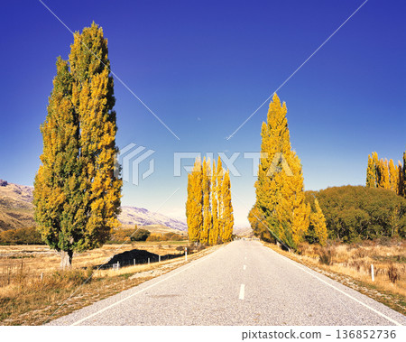Yellow poplar leaves and a road that stretches on forever Yellow poplar leaves and a road that stretches on forever 136852736