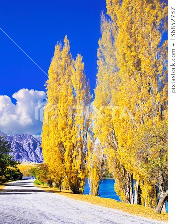 The yellow leaves of poplar on the shore of Lake Wakatipu The yellow leaves of poplar on the shore of Lake Wakatipu 136852737