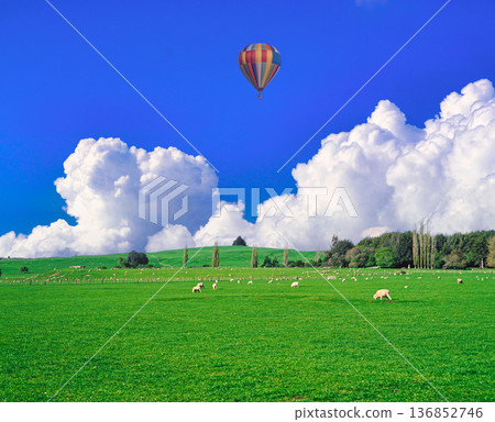Beautiful New Zealand pasture landscape 136852746
