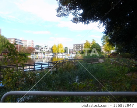 Shakujii公園 136852947