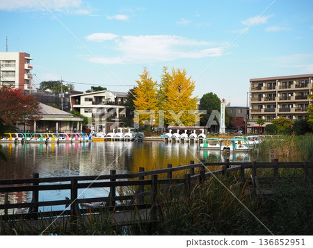 Shakujii公園 136852951