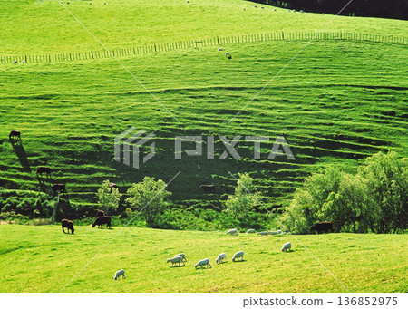 Beautiful New Zealand pasture landscape 136852975