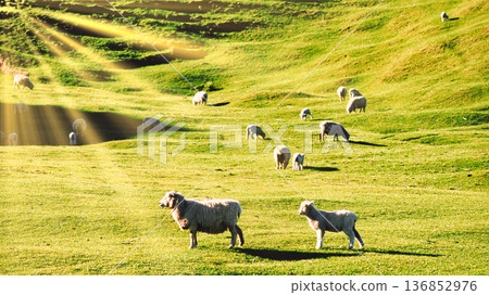 Beautiful New Zealand pasture landscape 136852976