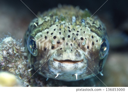 豪豬魚 豪豬魚 136853000