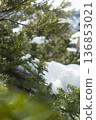 Evergreen trees in the remaining snow, soft blurred winter green 136853021