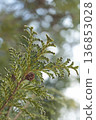 Coniferous branches and small fruits. A botanical design with sparkling bokeh. 136853028