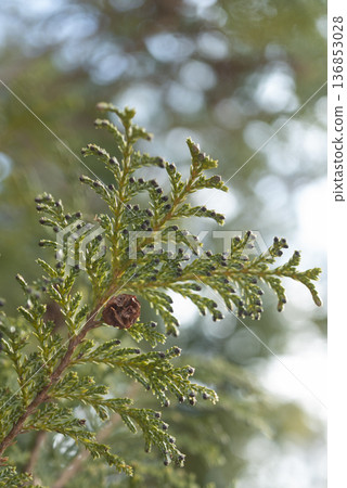 Coniferous branches and small fruits. A botanical design with sparkling bokeh. Coniferous branches and small fruits. A botanical design with sparkling bokeh. 136853028