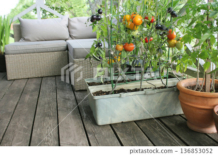 Container vegetables gardening. Vegetable garden on a terrace 136853052