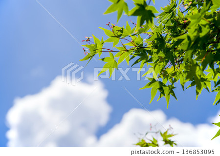 Fresh green maple trees shining against the blue sky Fresh green maple trees shining against the blue sky 136853095