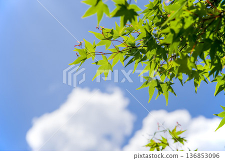 新鮮的綠色楓樹在藍天的襯托下閃閃發光 新鮮的綠色楓樹在藍天的襯托下閃閃發光 136853096