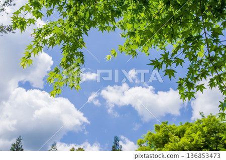 楓樹翠綠的葉子與蔚藍的天空 136853473