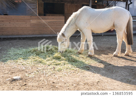 White horse eating grass White horse eating grass 136853595
