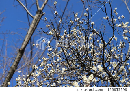 White plum blossoms blooming in a winter park White plum blossoms blooming in a winter park 136853598