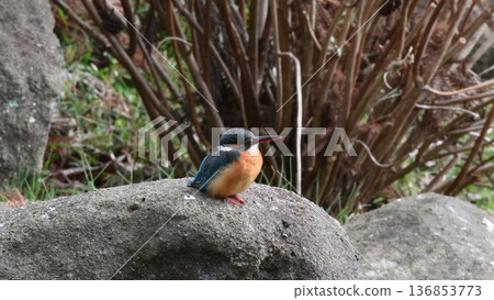 Kingfishes that stop on the rock 136853773