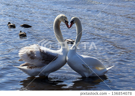 Swans Nurturing Love Swans Nurturing Love 136854078