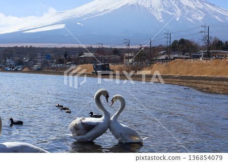 Swans and Mt. Fuji Swans and Mt. Fuji 136854079