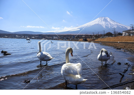 Swans and snow-covered Lake Yamanaka seen from Lake Yamanaka Swans and snow-covered Lake Yamanaka seen from Lake Yamanaka 136854082