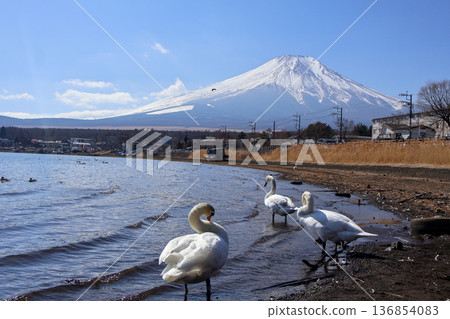 Swans and snow-covered Lake Yamanaka seen from Lake Yamanaka 136854083