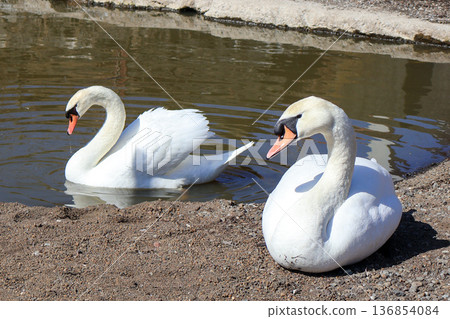 Swan Swan 136854084
