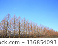 Winter metasequoia trees 136854093