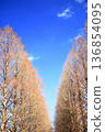 Winter metasequoia trees 136854095