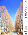 Winter metasequoia trees 136854096