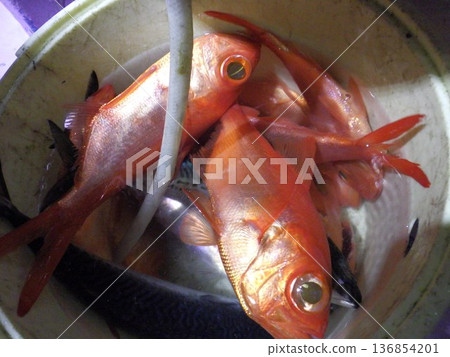 Freshly caught alfonsino Freshly caught alfonsino 136854201