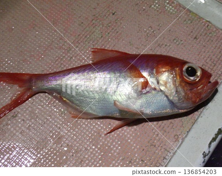 Freshly caught alfonsino Freshly caught alfonsino 136854203