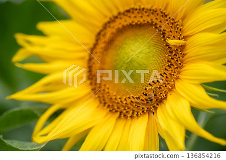 Bees collecting sunflower nectar 136854216