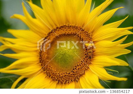 蜜蜂採集向日葵花蜜 136854217