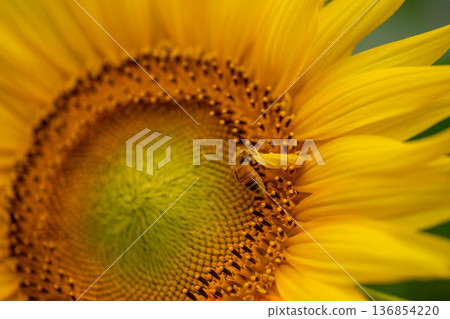蜜蜂採集向日葵花蜜 136854220