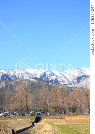 白雪皚皚的山峰和水杉樹 白雪皚皚的山峰和水杉樹 136854244