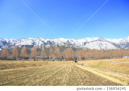 白雪皚皚的山峰和水杉樹 白雪皚皚的山峰和水杉樹 136854245