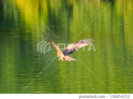 Wild black kite 136854252