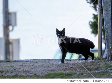Landscape with stray cats Landscape with stray cats 136854255