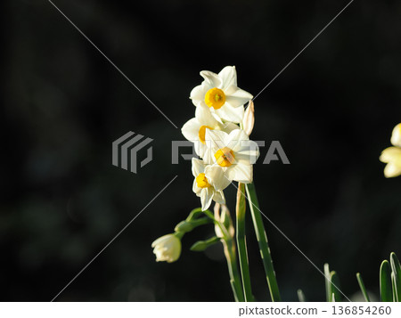 Daffodils in full bloom Daffodils in full bloom 136854260