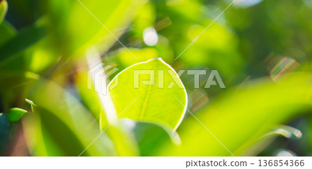 Natural plant green leaf in garden with bokeh background Natural plant green leaf in garden with bokeh background 136854366