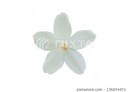 beautiful white flower isolated on white background beautiful white flower isolated on white background 136854451