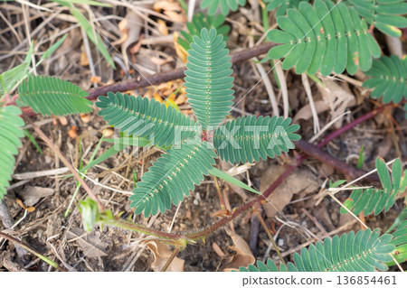 Sensitive plant leaves in the garden Sensitive plant leaves in the garden 136854461