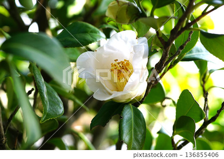 白色山茶花 136855406