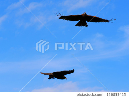 Wild black kite 136855415