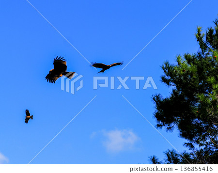 Wild black kite Wild black kite 136855416