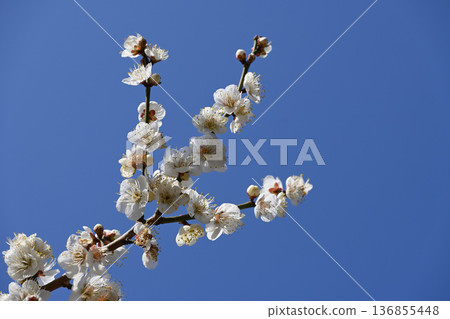 Plum blossom Plum blossom 136855448